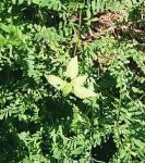 among vetch
