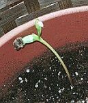 seedling