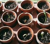 seedlings